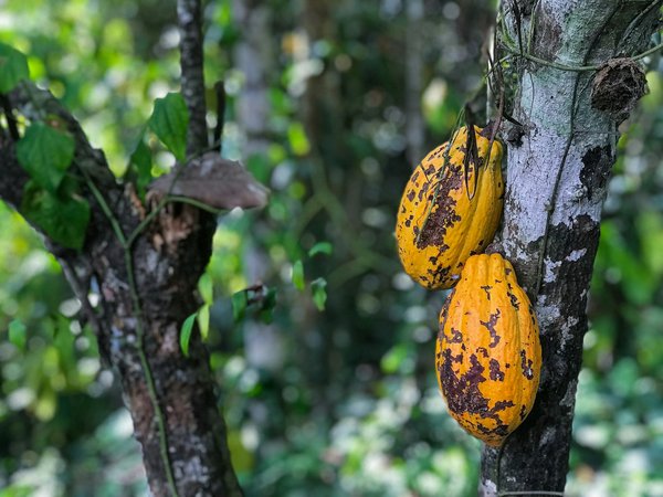 Comment organiser une visite des plantations de cacao au Ghana?